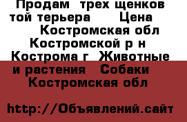 Продам  трех щенков той терьера... › Цена ­ 7 000 - Костромская обл., Костромской р-н, Кострома г. Животные и растения » Собаки   . Костромская обл.